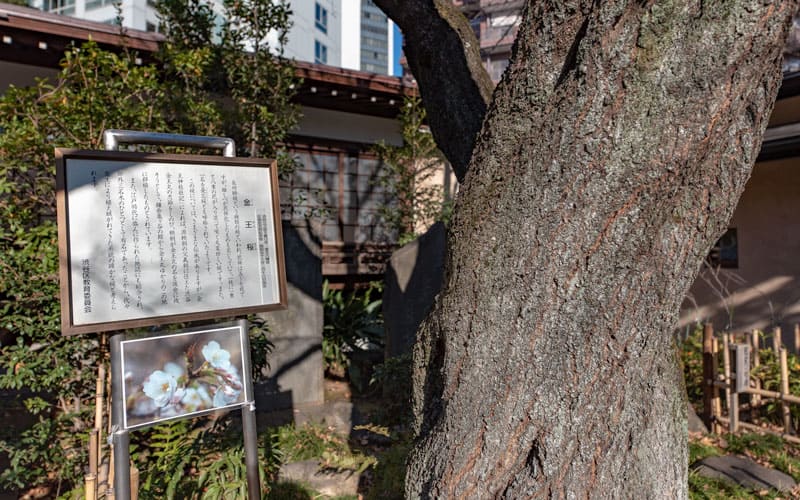 金王八幡宮の金王桜