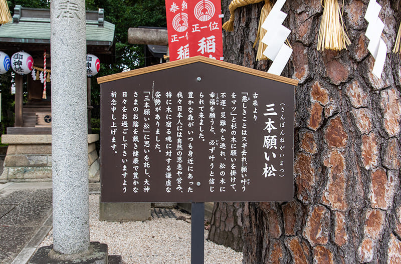 沼袋氷川神社　三本願い松案内