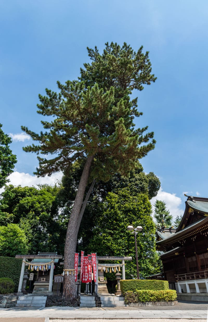 沼袋氷川神社　三本願い松