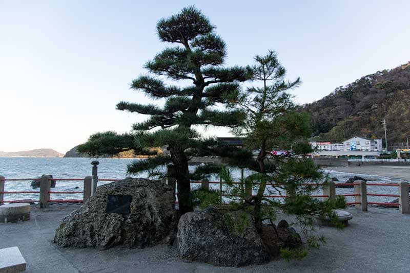 二見興玉神社　契りの松