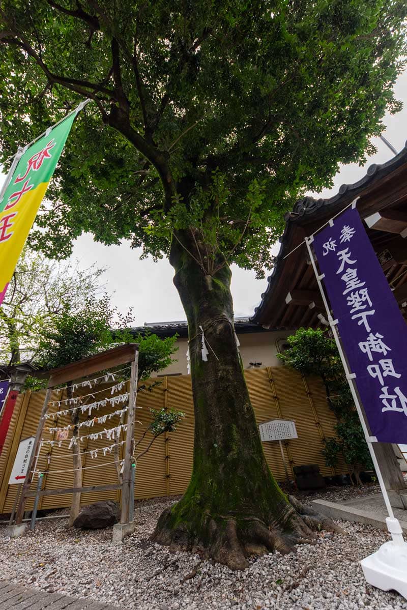 蛇窪神社　天祖神社　御神木