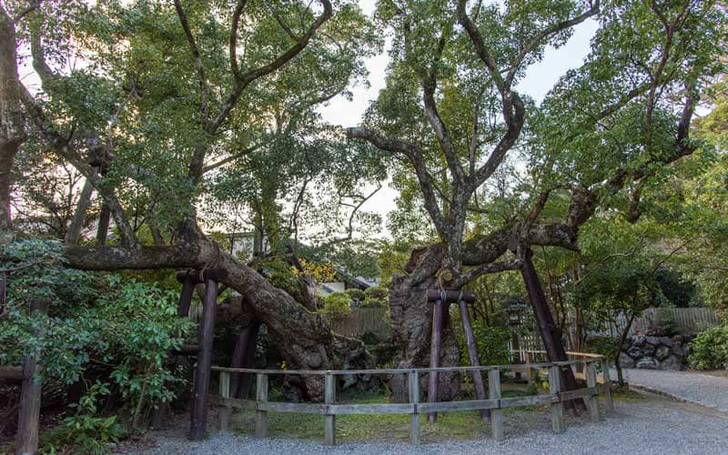 伊勢神宮 外宮 清盛楠