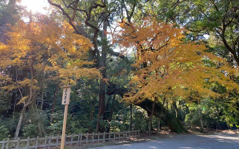 伊勢神宮 外宮 紅葉