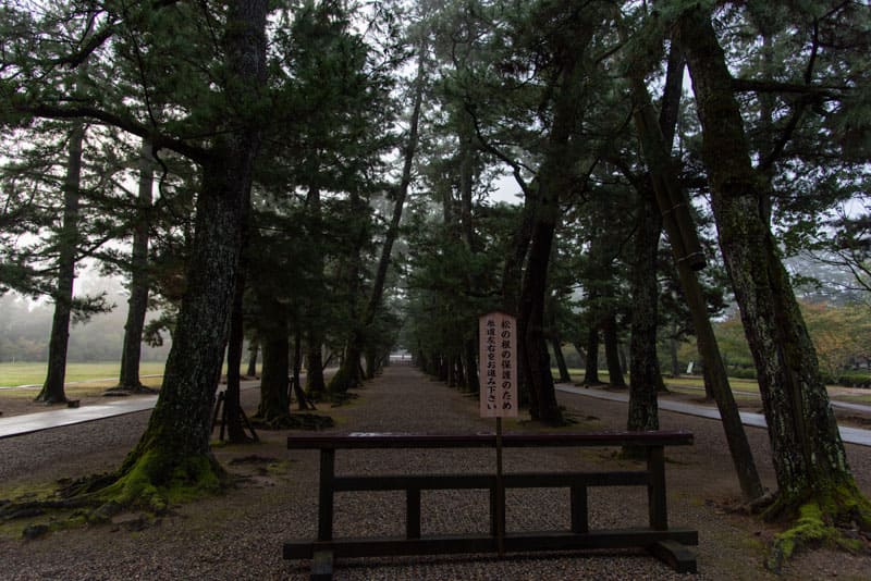 出雲大社　松の参道
