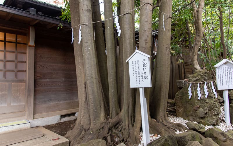検見川神社 子授けの樫