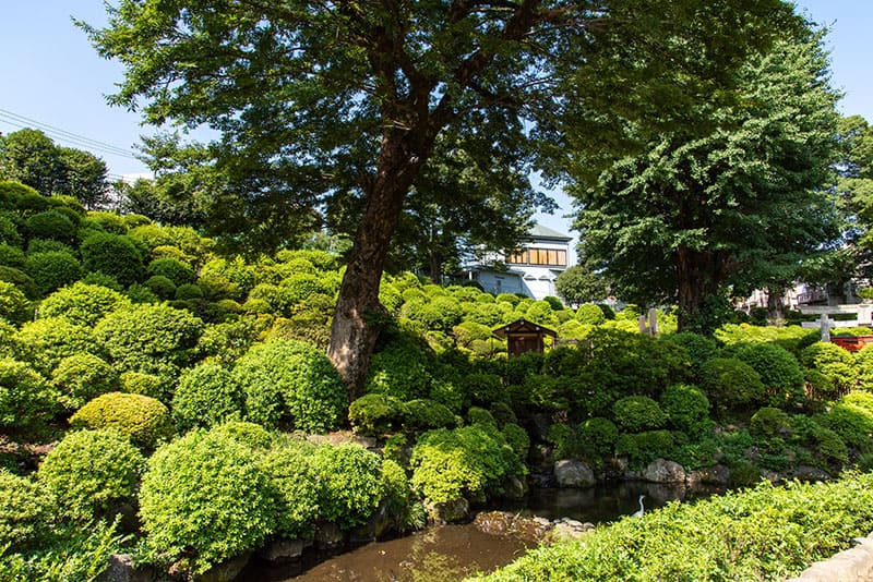 根津神社　つつじ苑