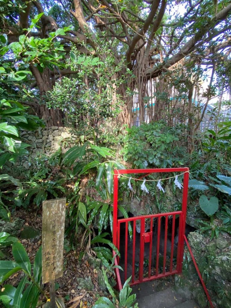 識名宮 本殿裏榕樹(がじゅまる)