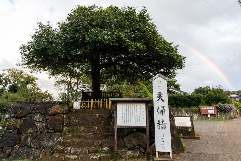 八重垣神社　夫婦椿