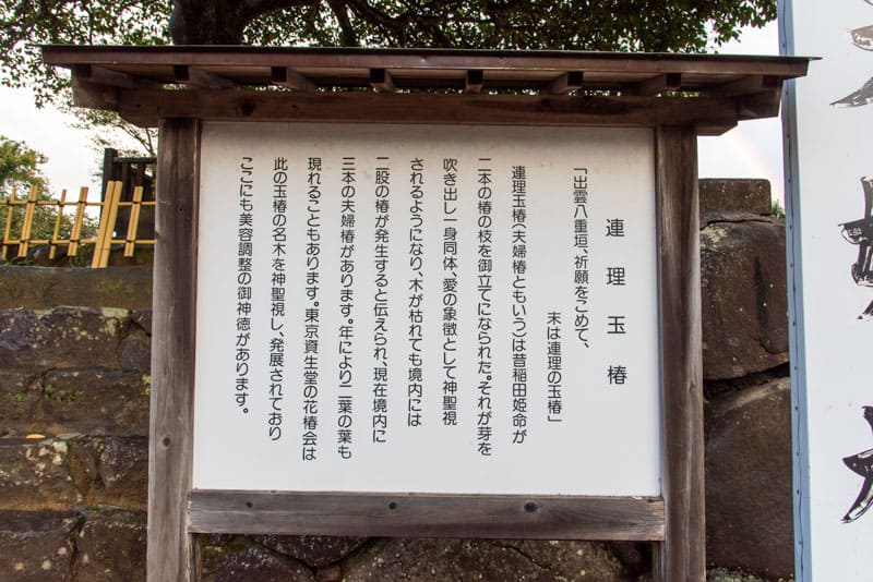 八重垣神社　連理玉椿