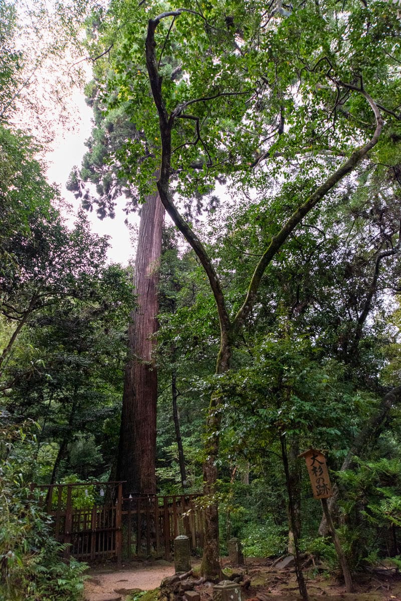 八重垣神社　大杉跡