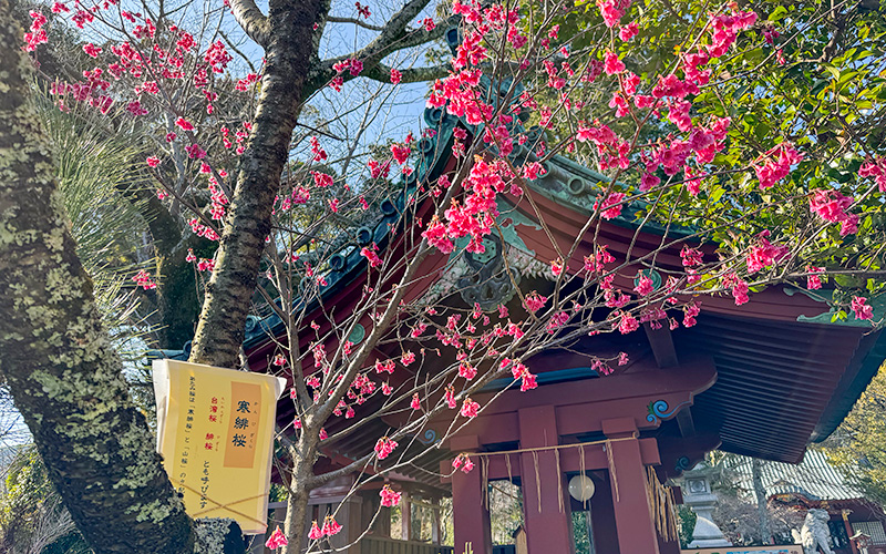 伊豆山神社　 寒緋桜