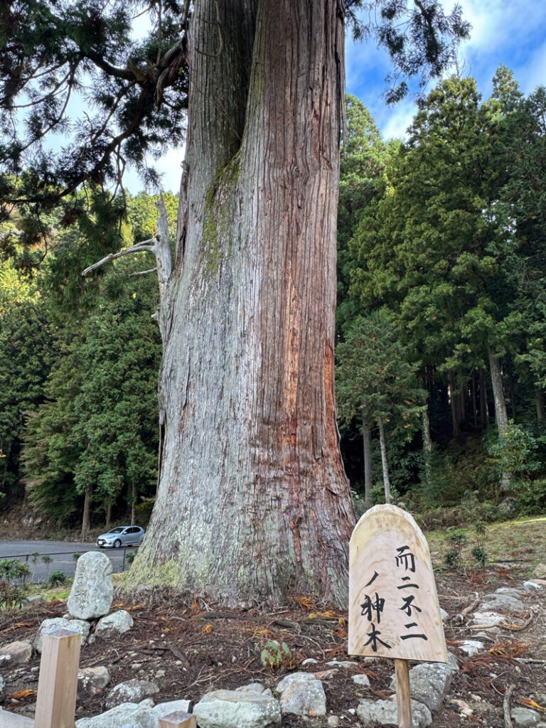 龍穴神社御神木