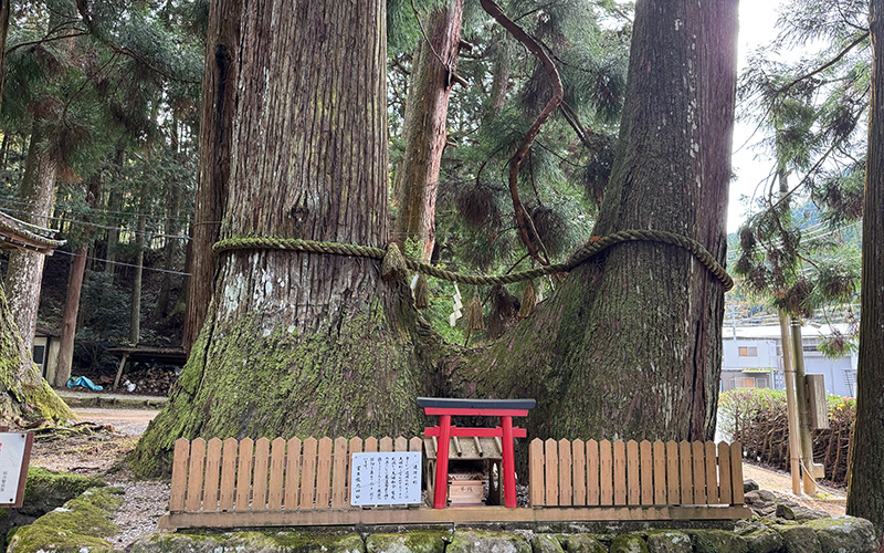 龍穴神社　夫婦杉